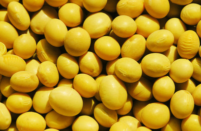日本糧商控制近兩成中國(guó)大豆進(jìn)口？