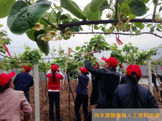 民豐源：用心出品每一個(gè)有機(jī)獼猴桃