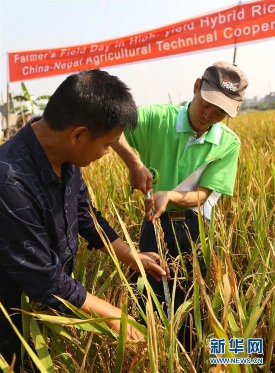 種植中國雜交水稻 尼泊爾農(nóng)民收入翻2倍